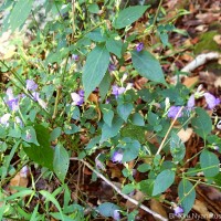Strobilanthes cordifolia (Vahl) J.R.I.Wood